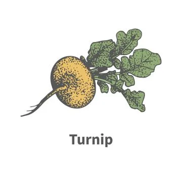 Vector hand-drawn ripe yellow turnip with tops Stock Illustration