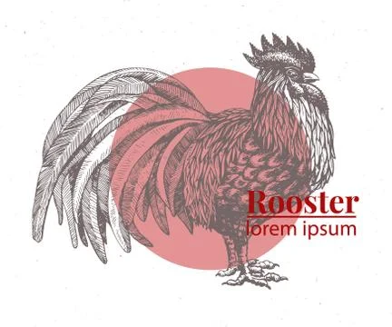 Vector hand drawn rooster illustration. Retro engraving style. Sketch farm Stock Illustration
