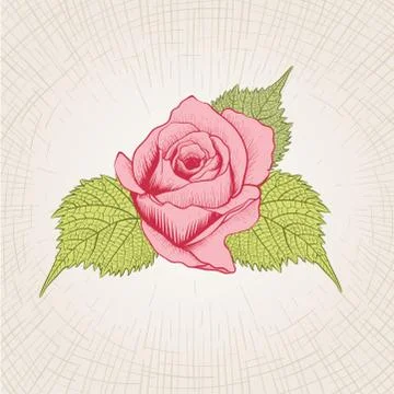Vector hand drawn rose flower. Stock Illustration