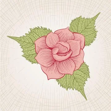 Vector hand drawn rose flower. Stock Illustration