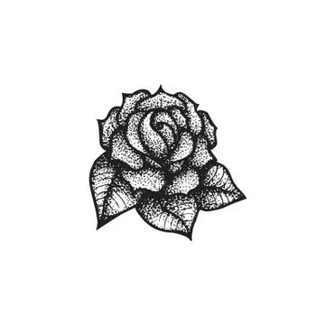 Vector hand drawn rose illustration. Illustrazione stock