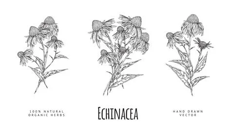 Vector hand drawn set of Echinacea flowers on a white background. Stock Illustration