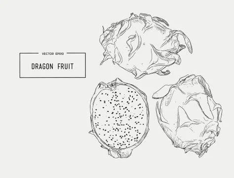 Vector hand drawn set of exotic fruits. Isolated pitaya. dragon fruit. Stock Illustration