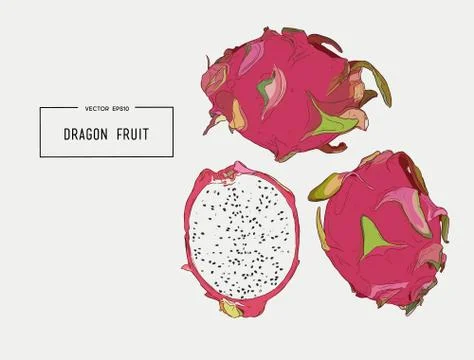 Vector hand drawn set of exotic fruits. Isolated pitaya. dragon fruit. Stock Illustration
