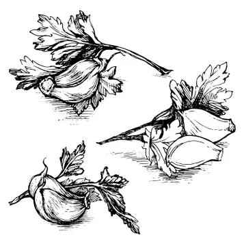 Vector hand drawn set of garlic with parsley. Herbs and spices sketch Stock Illustration