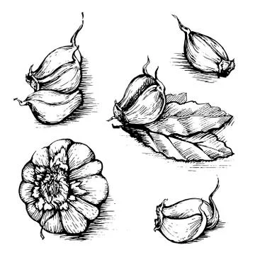 Vector hand drawn set of garlic with laurel leaf. Herbs and spices sketch Stock Illustration