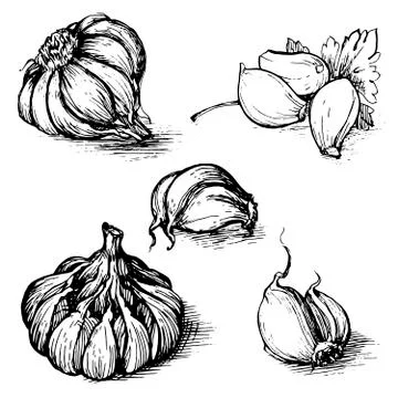 Vector hand drawn set of garlic with parsley. Herbs and spices sketch Stock Illustration