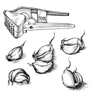 Vector hand drawn set of garlic cloves with press. Spices sketch illustration Иллюстрация