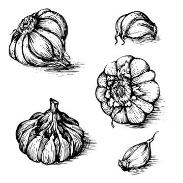 Vector hand drawn set of garlic with cloves. Spices sketch illustration isolated Stock Illustration