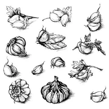 Vector hand drawn set of garlic with parsley and laurel leaf. Spices sketch Иллюстрация
