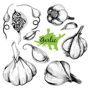 Vector hand drawn set of garlic. Illustrazione stock