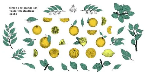 Vector hand drawn set with leaves and orange fruits. Vintage illustration. Stock Illustration