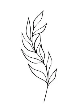Vector hand drawn of silhouette branche with leaves in outline technique on the Stock Illustration
