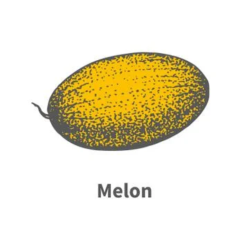 Vector hand-drawn single juicy ripe yellow melon Stock Illustration