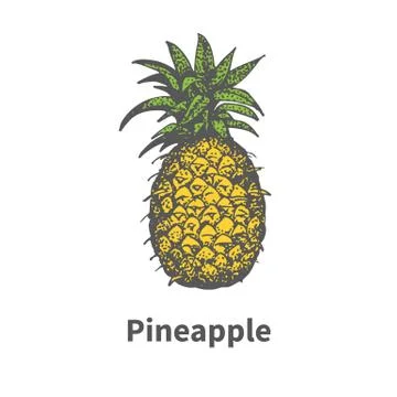 Vector hand-drawn single yellow ripe pineapple Stock Illustration