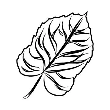 Vector hand drawn sketch of autumn leaf, black line art Stock Illustration