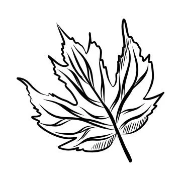 Vector hand drawn sketch of autumn leaf, black line art Stock Illustration