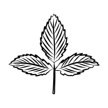 Vector hand drawn sketch of autumn leaf, black line art Stock Illustration