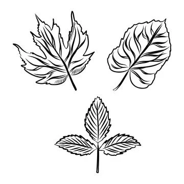 Vector hand drawn sketch of autumn leaf, black line art Stock Illustration