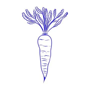 Vector hand drawn sketch of carrot, blue line art Illustration