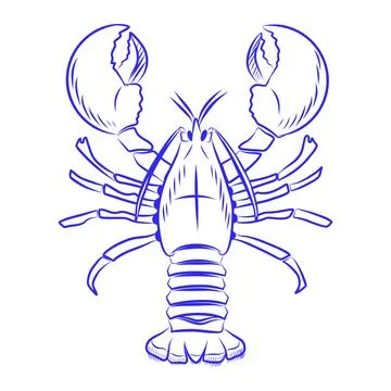 Vector hand drawn sketch of a crayfish, a sea creature, blue line Illustration