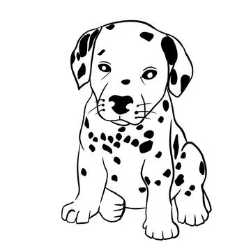 Vector hand drawn sketch of a Dalmatian puppy, line art Stock Illustration