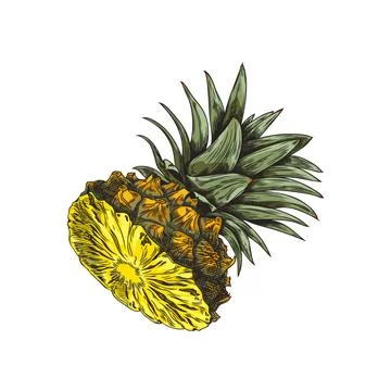 Vector hand-drawn sketch half of a ripe and fresh pineapple on a white Stock Illustration