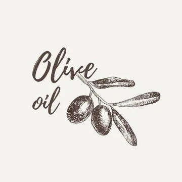 Vector hand drawn sketch of olive tree branch. Olive oil lettering. Vector Stock Illustration