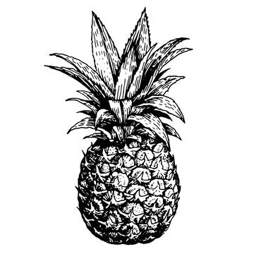 Vector hand drawn sketch pineapple. Tropical summer fruit engraved style illu Stock Illustration