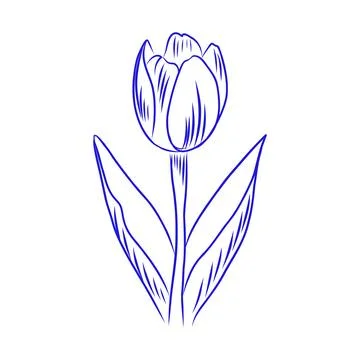 Vector hand drawn sketch of tulip, blue line art Illustrazione stock