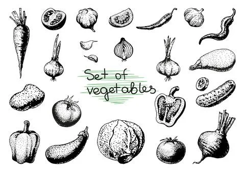 Vector hand drawn sketch vegetable set. Eco foods.Vector illustration Stock Illustration