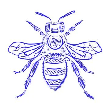 Vector hand drawn sketch of wasp, blue line Иллюстрация