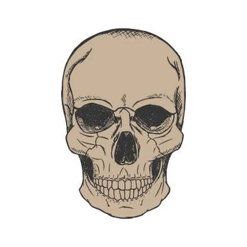 Vector hand drawn skull Stock Illustration