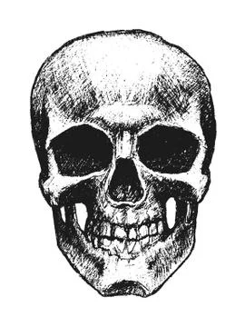 Vector hand drawn skull Stock Illustration
