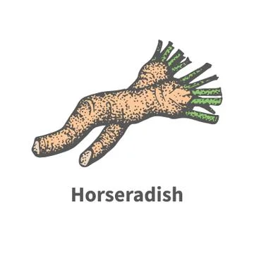 Vector hand-drawn sliced ripe horseradish root Stock Illustration