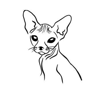 Vector hand drawn sphinx cat illustration ,line art Stock Illustration