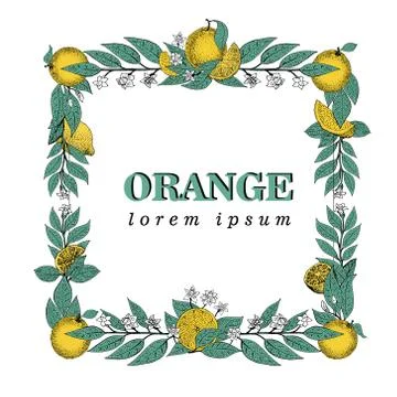 Vector hand drawn square frame of leaves and orange fruit. Vintage illustra.. Stock Illustration