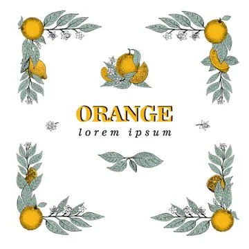 Vector hand drawn square frame elements of leaves and orange fruit. Vintage.. Stock Illustration