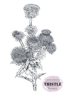 Vector hand drawn Thistle or Carduus plant, leaf, bud and flower isolated on Stock Illustration