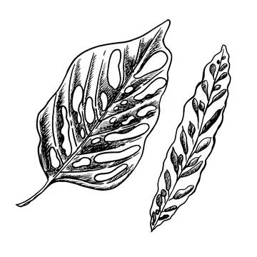 Vector hand drawn tropical plants. Tropical collection. Botanical hand drawn Stock Illustration