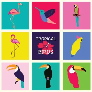 Vector hand drawn Tropical Set of birds. Stock Illustration