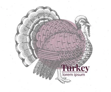 Vector hand drawn turkey illustration. Retro engraving style. Sketch farm animal Stock Illustration
