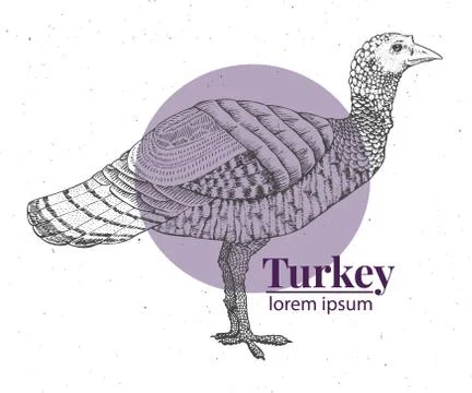 Vector hand drawn turkey illustration. Retro engraving style. Sketch farm animal Stock Illustration