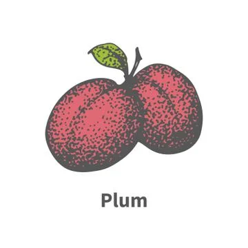 Vector hand-drawn two juicy ripe red plum Stock Illustration