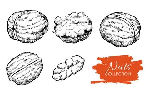 Vector hand drawn walnut set. Engraved collection Stock Illustration