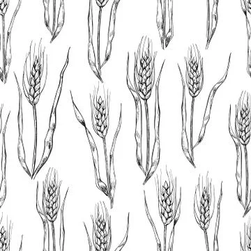 Vector hand drawn wheat ears seamlless pattern. Stock Illustration