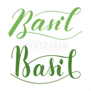 Vector hand written basil text isolated on white background ~ Clip Art ...