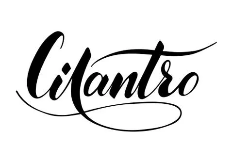 Vector hand written cilantro text isolated on white background Illustrazione stock