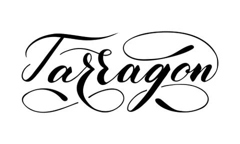 Vector hand written tarragon text isolated on white background Stock Illustration