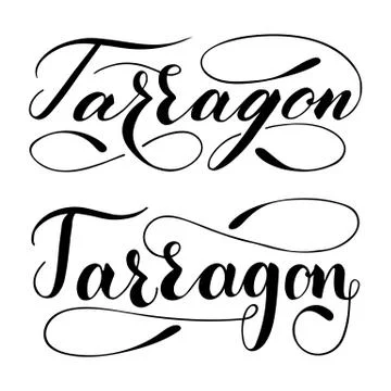 Vector hand written tarragon text isolated on white background 스톡 일러스트